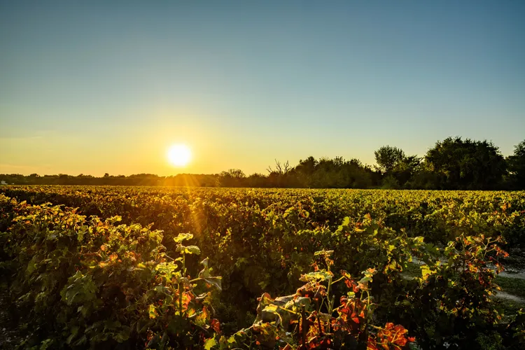夕陽映照波爾多葡萄園景致，整齊藤蔓沿地勢延展，呈現法國產區典型風土樣貌與自然光影變化。（奔富提供）