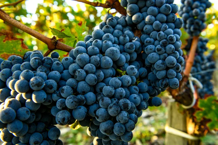 PEN 2022 Vineyard Bordeaux Cabernet 選用波爾多葡萄園果實釀製，以單一莊園概念呈現法國風土，結合奔富調配哲學。（奔富提供）