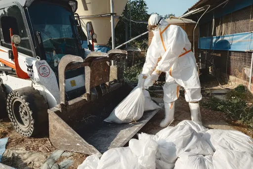 台南養雞場確診H5N1禽流感　上萬雞隻遭撲殺