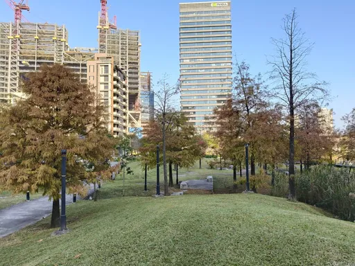 不只大湖公園！南港「這裡」也有落羽松　陽光灑落像油畫