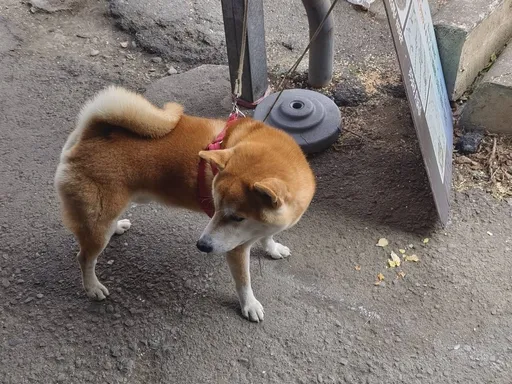 柴柴失控咬人！4岁女童手背见血　饲主下场是这样