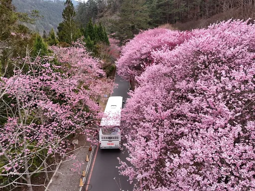 最低160元！武陵農場櫻花季車票明開搶　4大疏運措施一次看