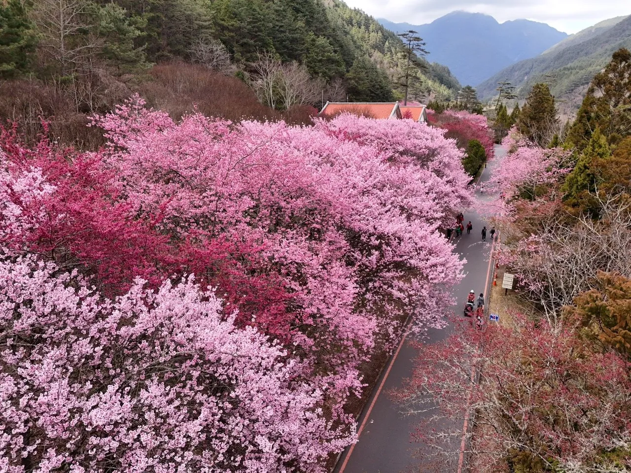 武陵农场樱花季。武陵农场提供