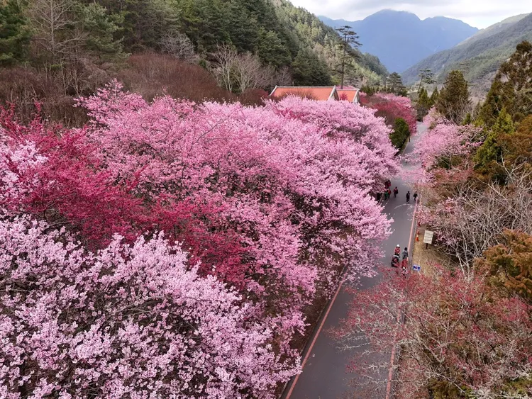 武陵農場櫻花季。武陵農場提供