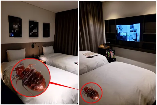 北車附近商旅「床單掀開都是蟲」　他目睹蟲爬進書包大崩潰