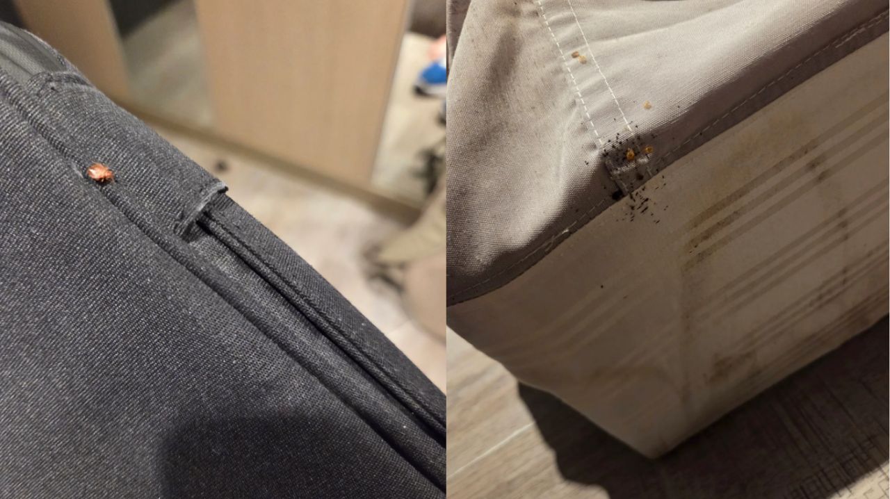 北車附近商旅「床單掀開都是蟲」 他目睹蟲爬進書包大崩潰