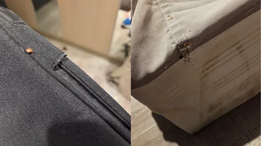 北車附近商旅「床單掀開都是蟲」　他目睹蟲爬進書包大崩潰