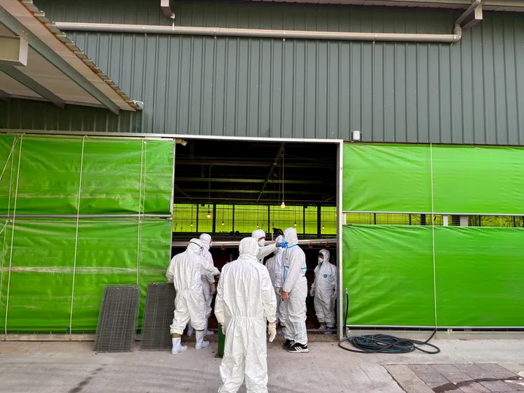 台中市農業局人員今到豐康牧場撲殺雞隻，預計將撲殺5千隻雞。市府提供