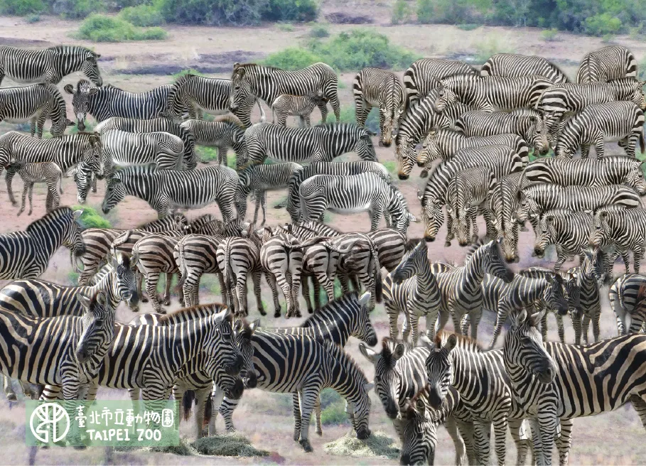 尋找斑馬活動圖卡。台北市立動物園提供