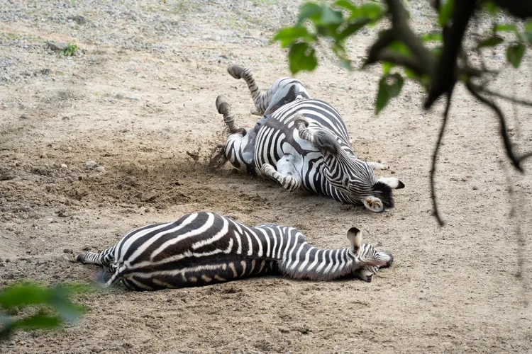 斑馬和其他馬科動物一樣，會在泥土地打滾放鬆或抓癢。台北市立動物園提供