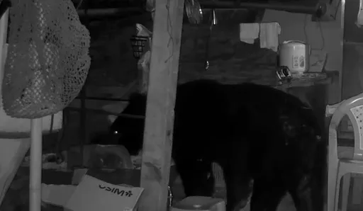 160cm黑熊连四天闯工寮　「开冰箱找食物」画面曝光