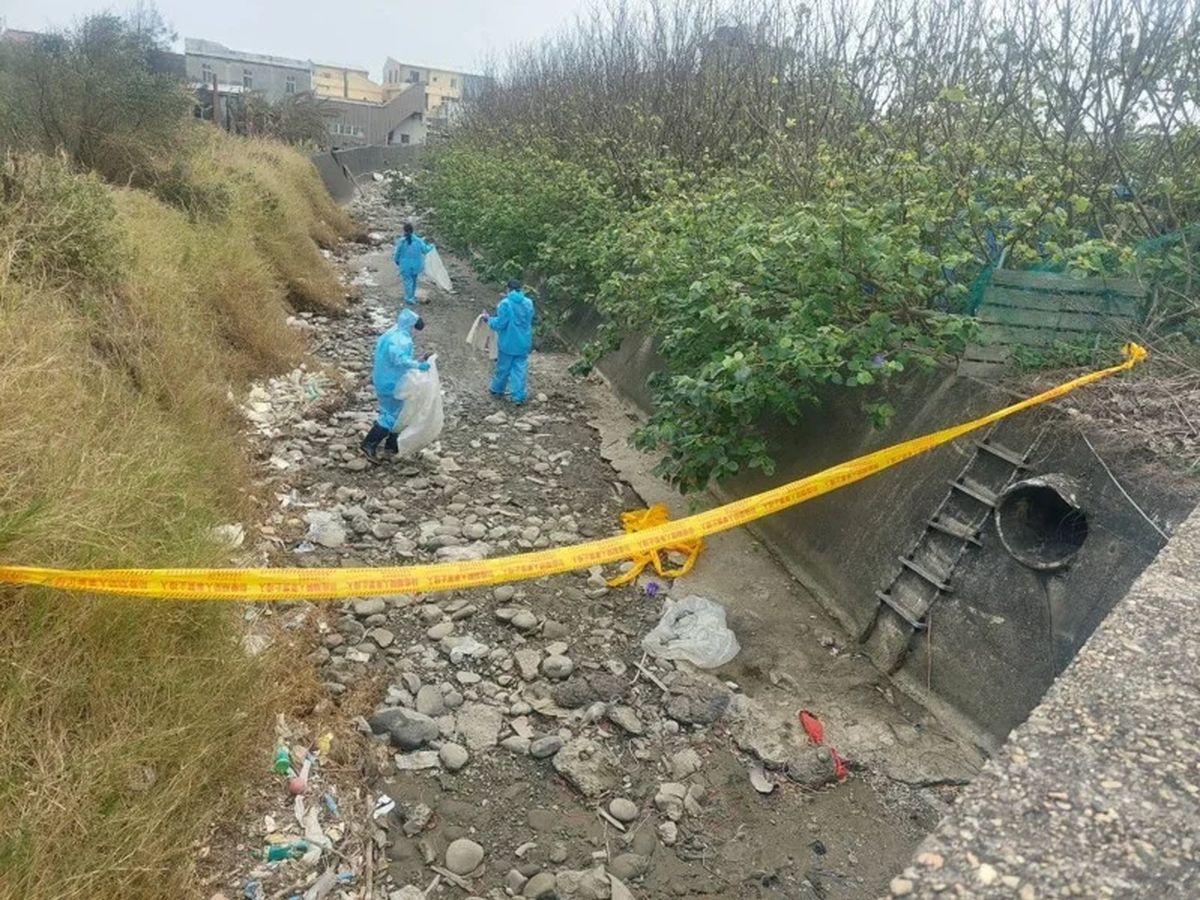 苗栗後龍大排遭棄置235隻病死雞 確診禽流感!疑來自台中雞場