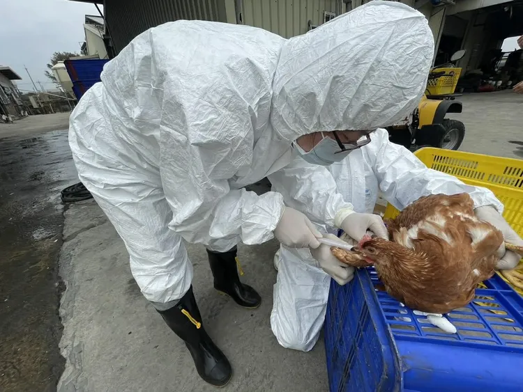 苗栗縣府針對周邊3公里內10場養禽場進行健康訪視，結果雞隻健康狀況良好。縣府提供