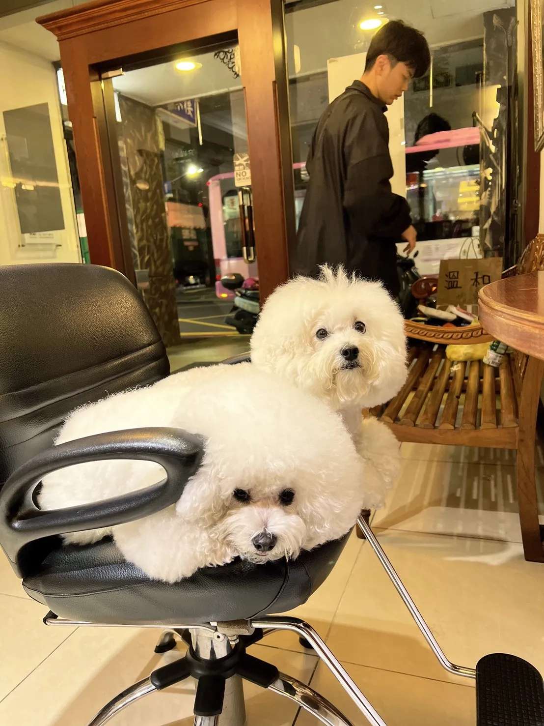 甜甜（左）和Niki乖乖陪周遊夫妻上美容院。李朝永提供