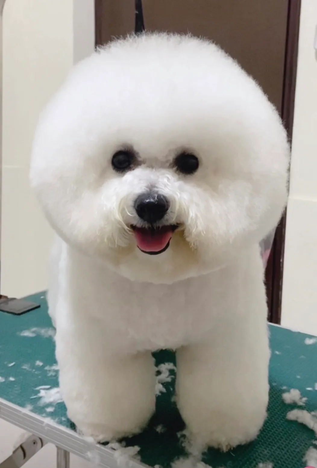 甜甜非常可愛。李朝永提供