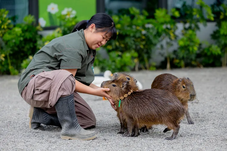 「野森動物學校」飼育員照養水豚。翻攝畫面