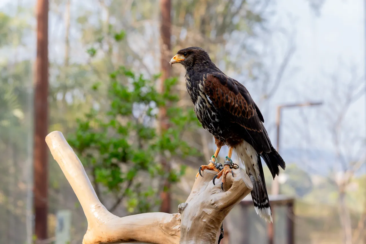 哈里斯鷹在棲架上眺望。翻攝畫面