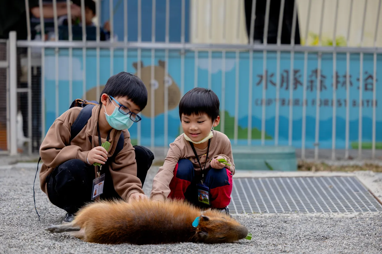 小朋友餵食及撫摸水豚。翻攝畫面