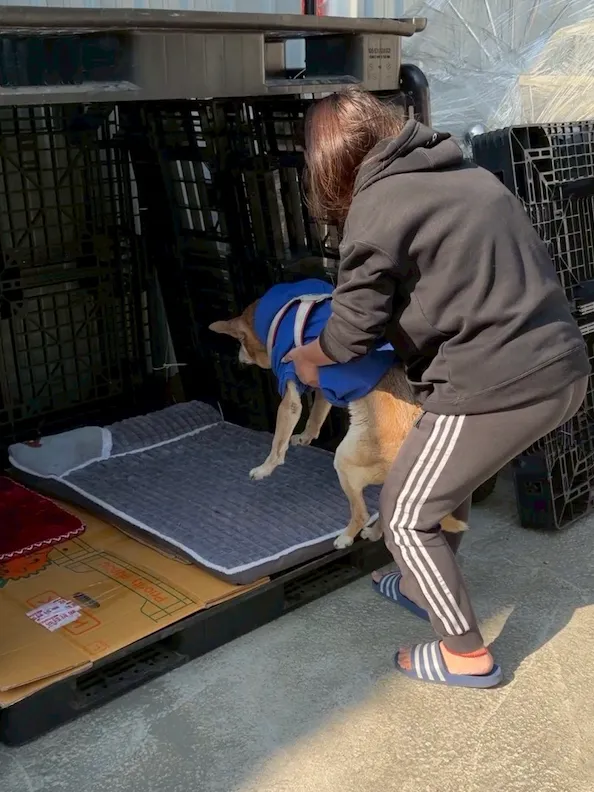 經動保處專業評估後，賓賓哥決定讓犬隻在動物之家接受更完善的照護。翻攝賓賓哥臉書