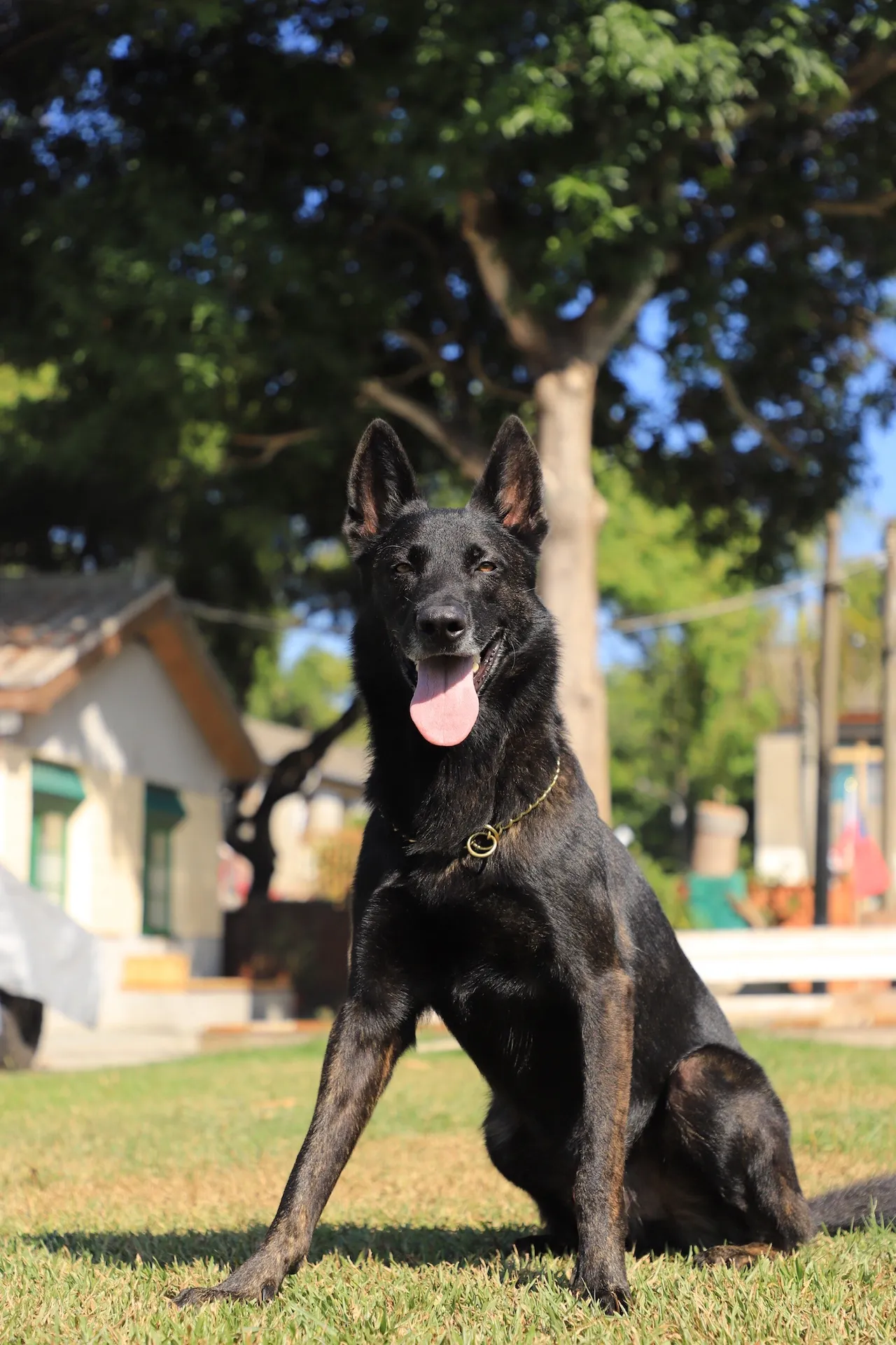 退役搜救犬JACOB的英姿。市府提供