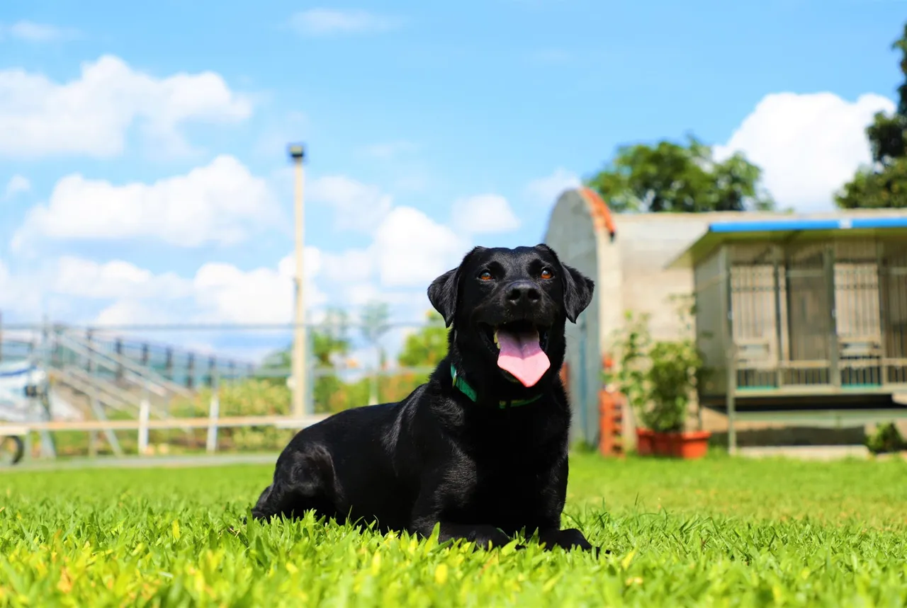 退役搜救犬WONDER。市府提供