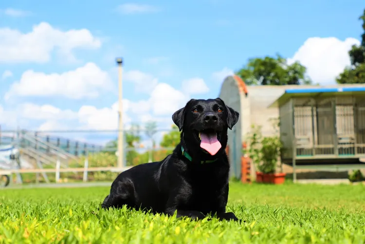 退役搜救犬WONDER。市府提供