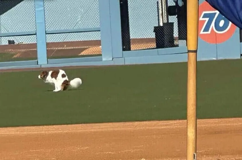 Decoy被拍到在道奇球場留下黃金。  翻攝@DanClarkSports X