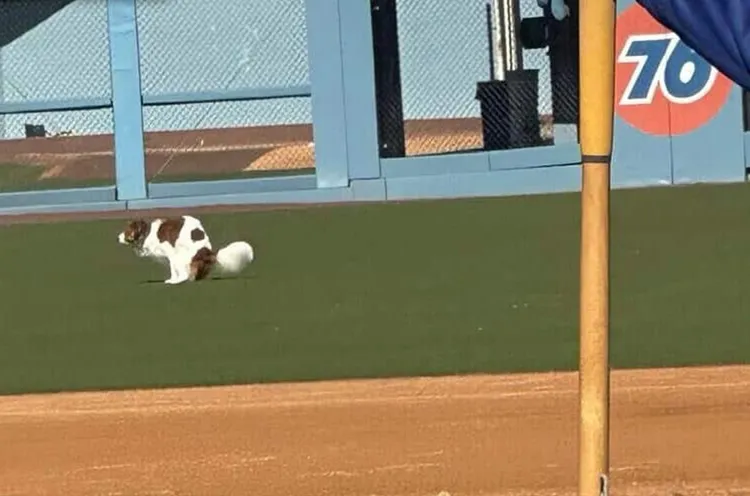 Decoy被拍到在道奇球場留下黃金。  翻攝@DanClarkSports X