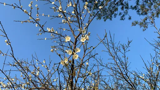 角板山梅花季登场　大溪警加强交通疏导