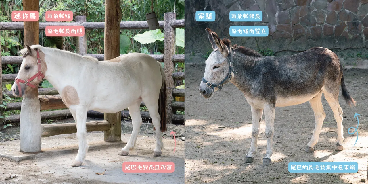園方特別分享辨識馬、驢技巧。台北市立動物園提供