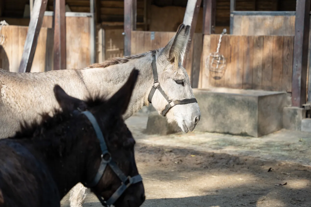 家驢擁有修長的大耳朵、短而豎立的鬃毛，以及尾端集中的尾毛。台北市立動物園提供