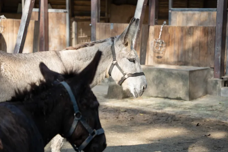 家驢擁有修長的大耳朵、短而豎立的鬃毛，以及尾端集中的尾毛。台北市立動物園提供
