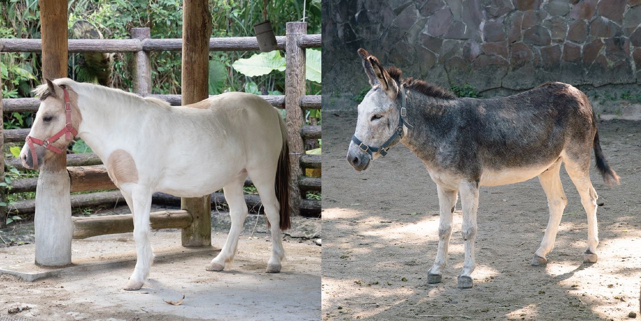 馬驢傻傻分不清!動物園教3招辨認 週日有「牠」當解說助教