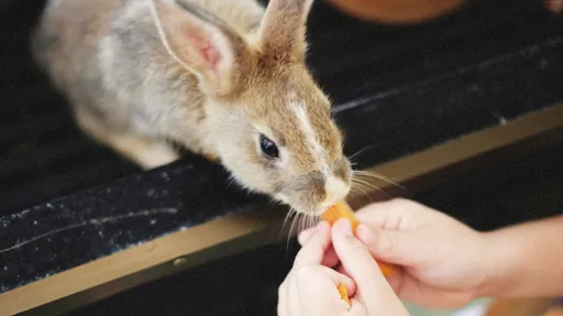 1歲娃餵寵物兔「食指被咬斷」　開膛破肚找斷指結果牠沒吞