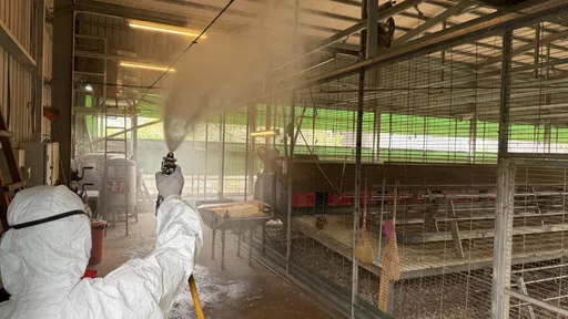 台中蛋雞場爆發禽流感未主動通報　盧秀燕說話了