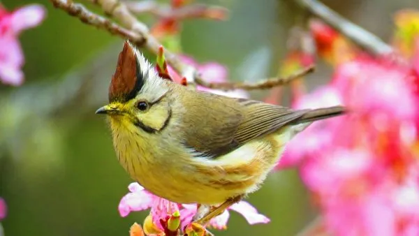 阿里山花季為每年3月至4月，而台灣山櫻花、八重櫻1月至2月在阿里山陸續綻放，即日起至2026/1/31預訂阿里山花季「櫻花主題房」享8折優惠，再加贈櫻豔繽紛賞櫻隨袋(市值4800元) 。阿里山賓館提供