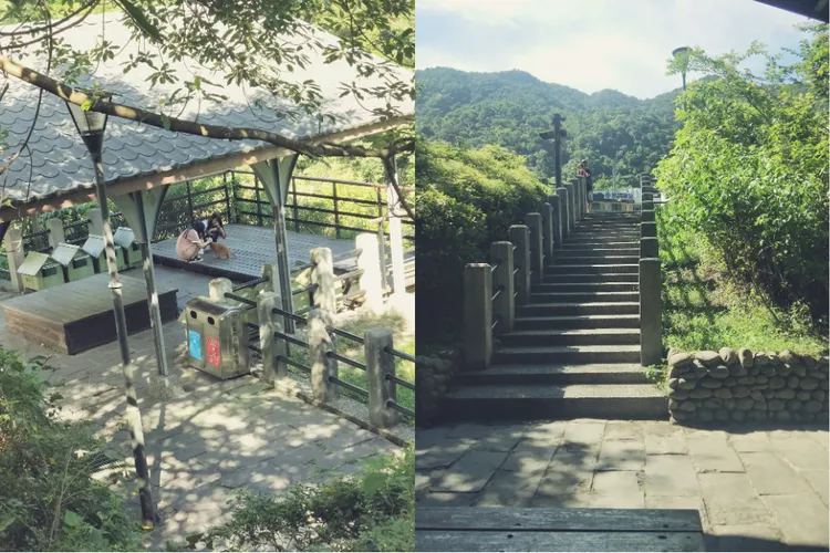 許多觀光客為了互動，拿著高鹽、高磷的「肉泥」零食瘋狂餵食，導致當地街貓普遍罹患嚴重腎衰竭。讀者提供