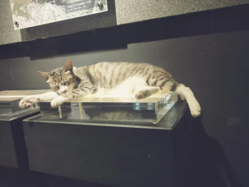 猴硐貓村恐「滅村」！里長提一計畫　網怒：把動物當搖錢樹