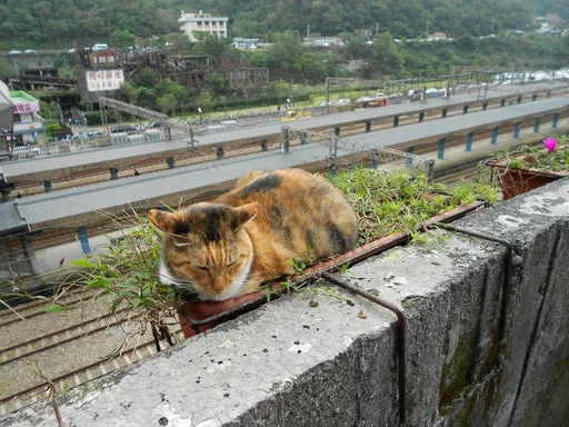 猴硐貓村陷「貓荒」！里長提繁殖計畫　網怒：把動物當搖錢樹
