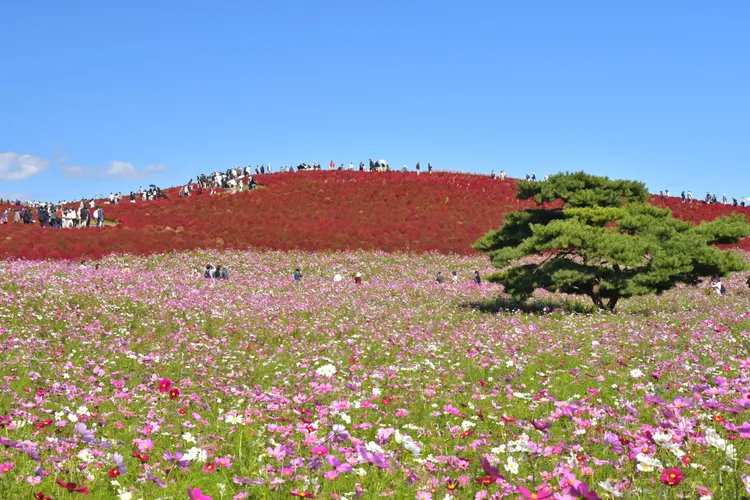 國營常陸海濱公園10月火紅掃帚草與波斯菊共舞。茨城縣觀光誘客課提供