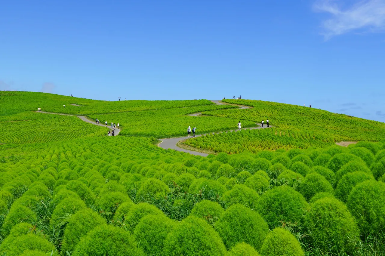 國營常陸海濱公園8月至9月療癒系翠綠掃帚草（波波草）。茨城縣觀光誘客課提供