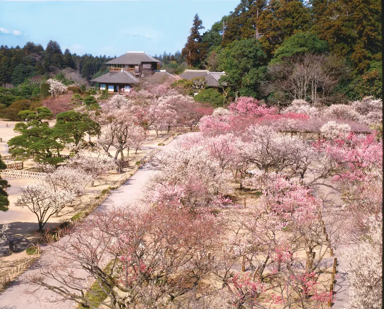 日本三大名園「偕樂園」是滿園春色的賞梅勝地。茨城縣觀光誘客課提供