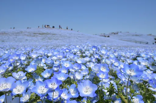 東京近郊30分鐘即達北關東之美　茨城縣推廣四季名勝與在地美食