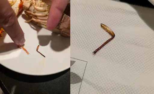 高級Buffet吃到「蟑螂腳」　廚師竟稱「蝦子腳」　情侶檔上網怒噴一星