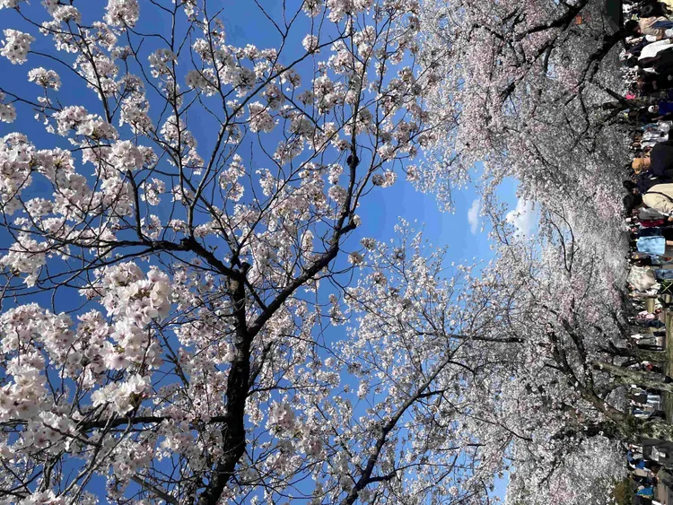 大阪萬博紀念公園櫻花滿開，旅人漫步花海之間，呈現以大阪為據點展開關西賞櫻旅程。捷絲旅提供