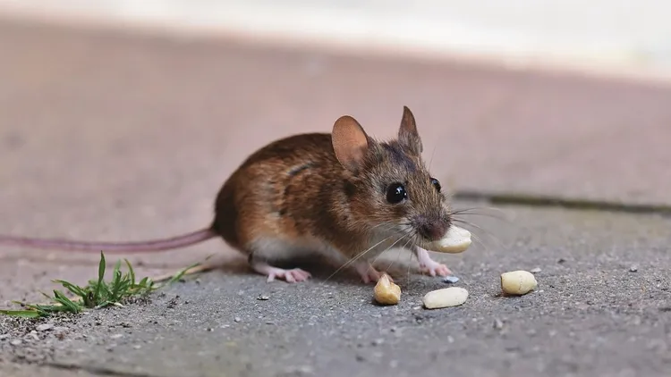 人類吸入或接觸遭帶有漢他病毒鼠類排泄物或分泌物，就有感染的風險。示意圖，翻攝Pixabay
