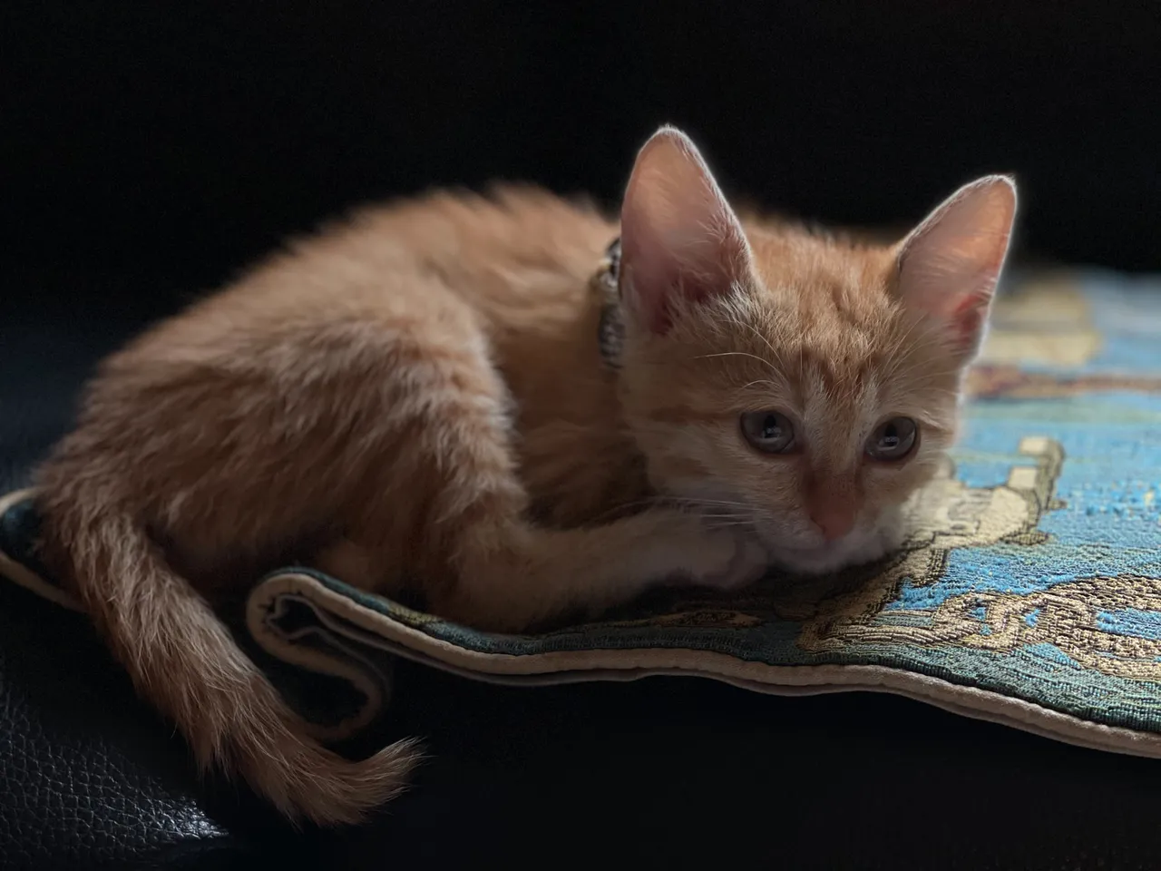 政院推动保新制「弃养宠物最高罚百万」　虐待致死加重刑期