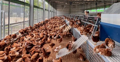 台中豐原蛋雞場　千隻雞異常死亡！農業局下禁令