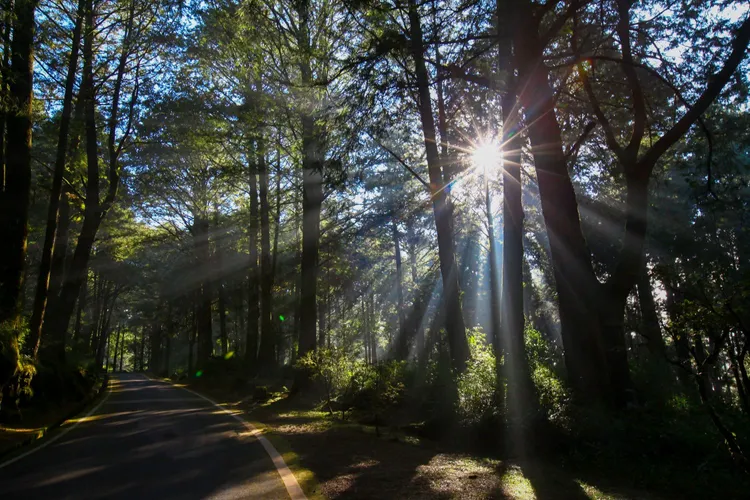 阿里山祝山觀日步道。阿里山賓館提供
