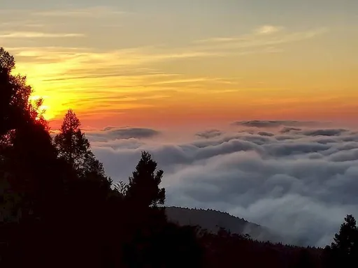 阿里山賓館獨享世界級森林、雲霧、日落　頂級套房改裝2月底登場